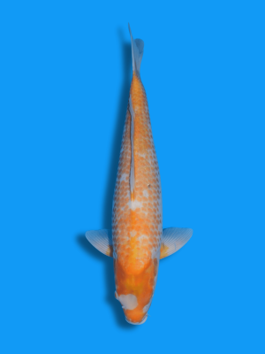 Golden Corn | Koi&Co.